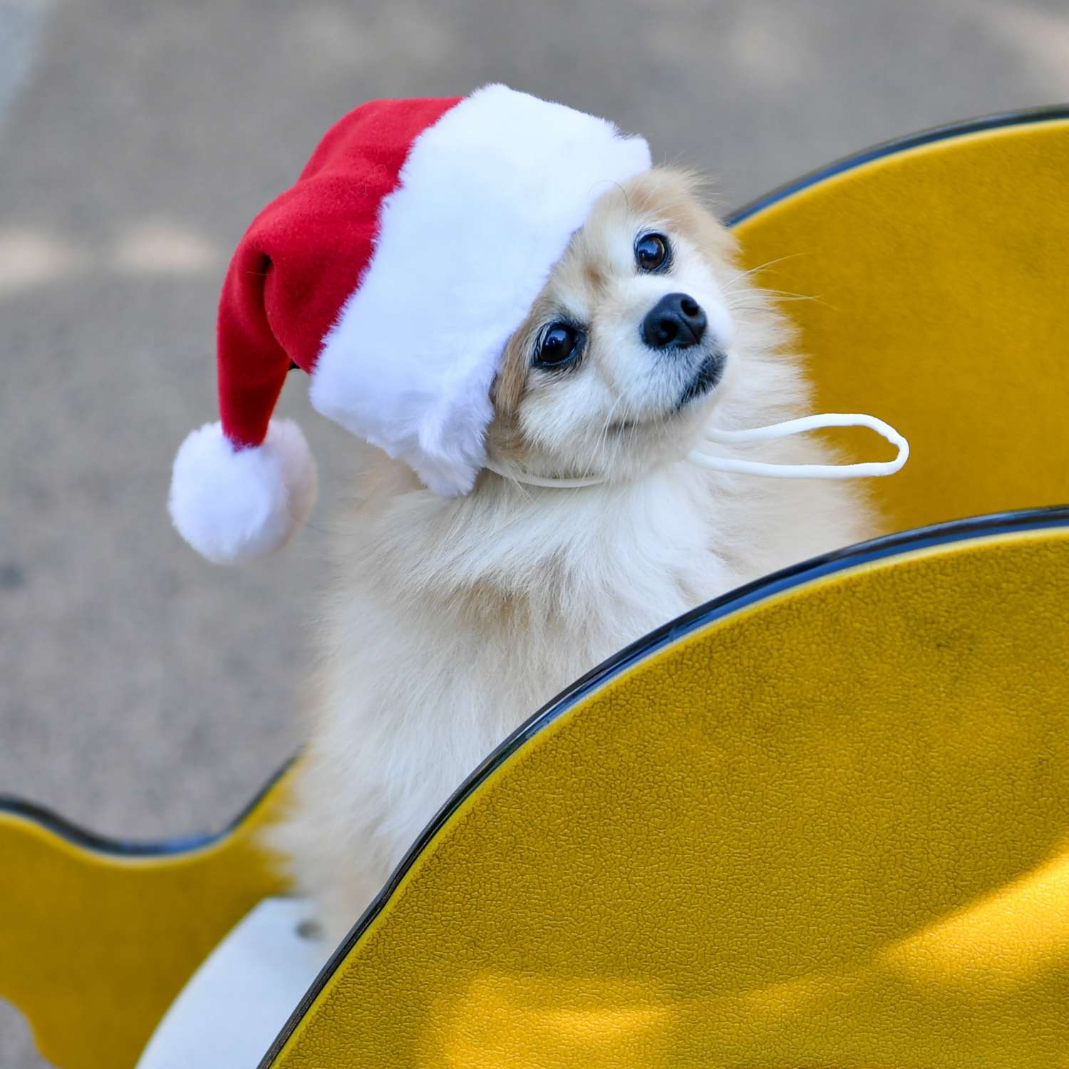 Колпак для собак PUPPIA Santas hat - фото 2