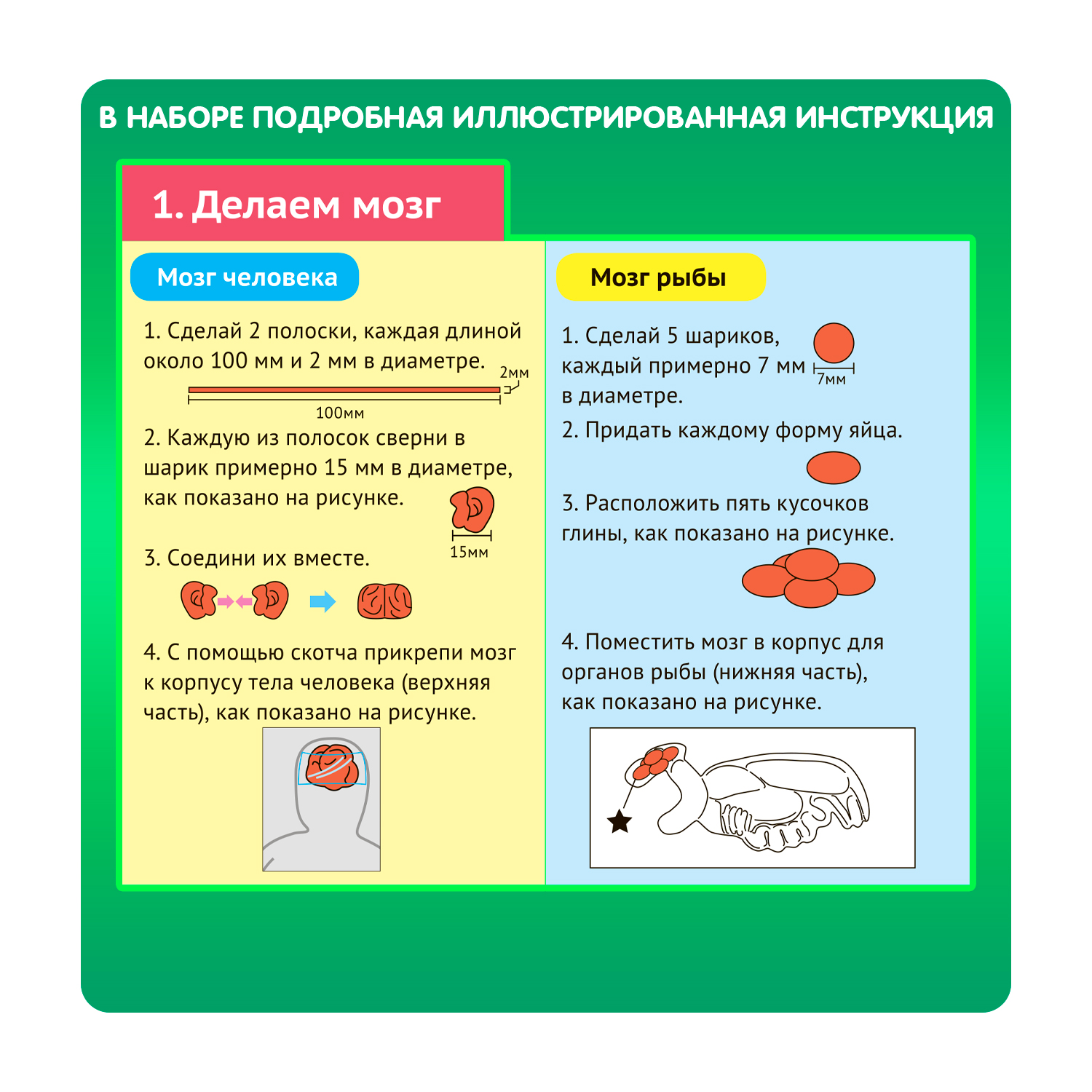 Набор для опытов Bondibon Модель человека и рыбы серия опыты Науки с Буки - фото 6