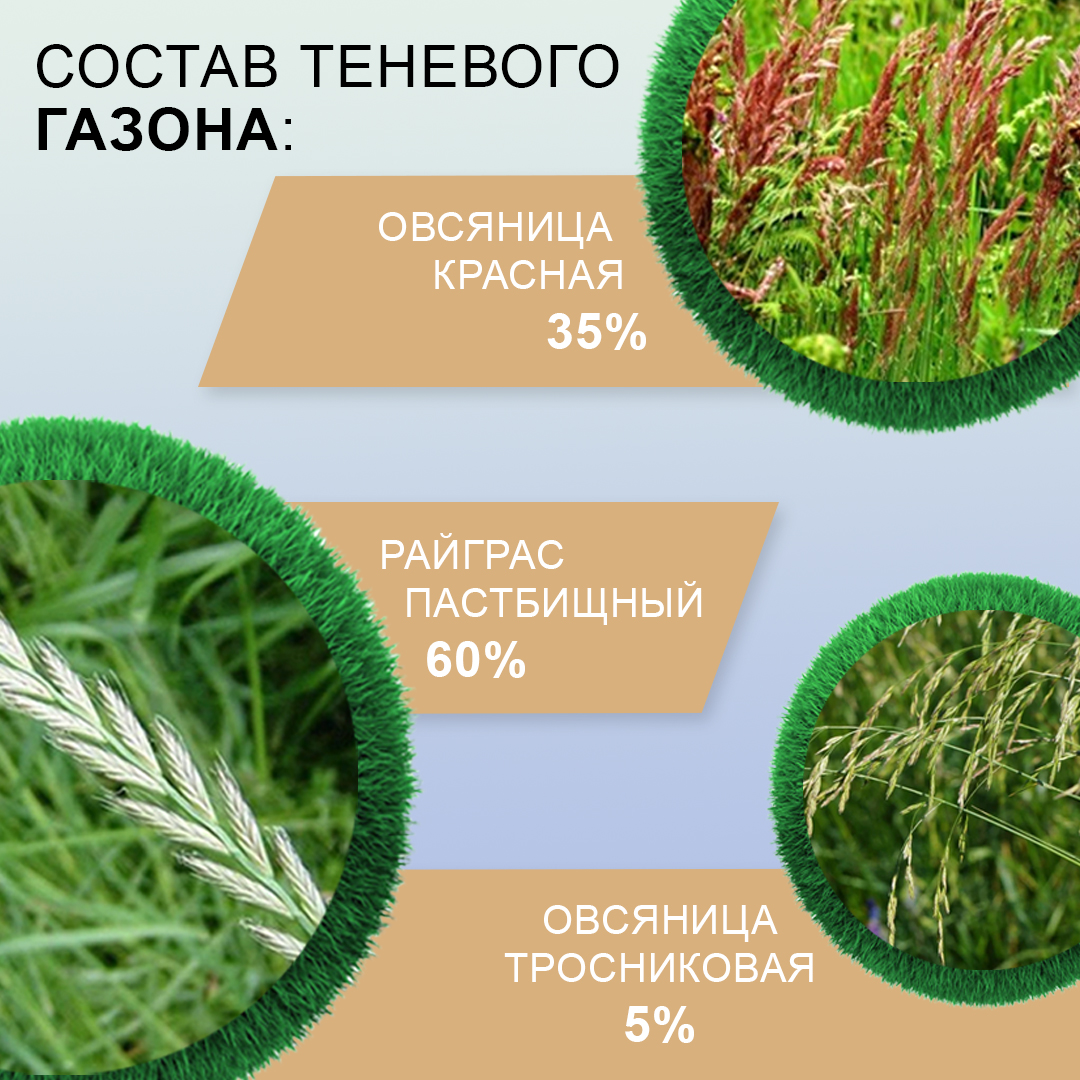 Семена трав Мираторг для создания газона Теневой 10 кг - фото 4