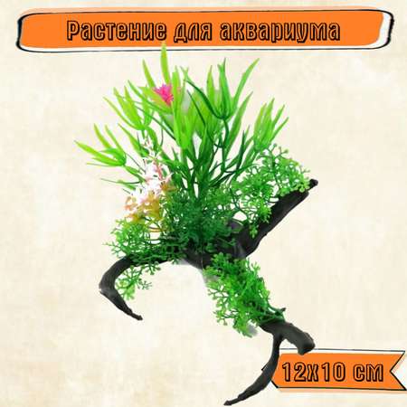 Аквариумное растение Rabizy с корягой 12х10 см