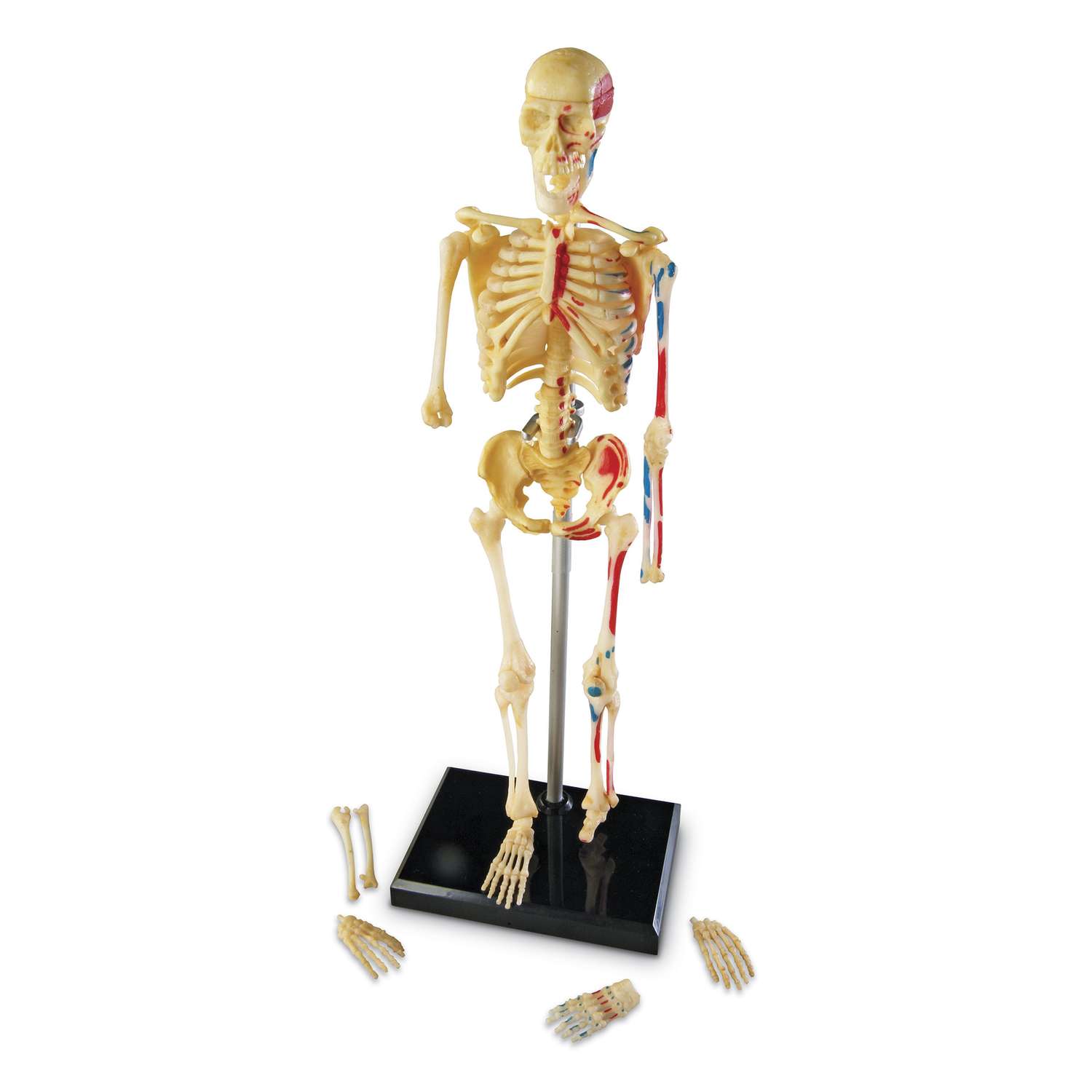 Развивающий набор Learning Resources Анатомия человека Скелет LER3337Q - фото 2