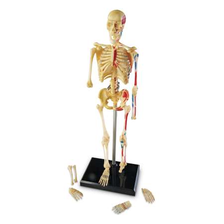 Развивающий набор Learning Resources Анатомия человека Скелет