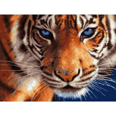 Картина по номерам Цветной Взгляд тигра 40x50 см