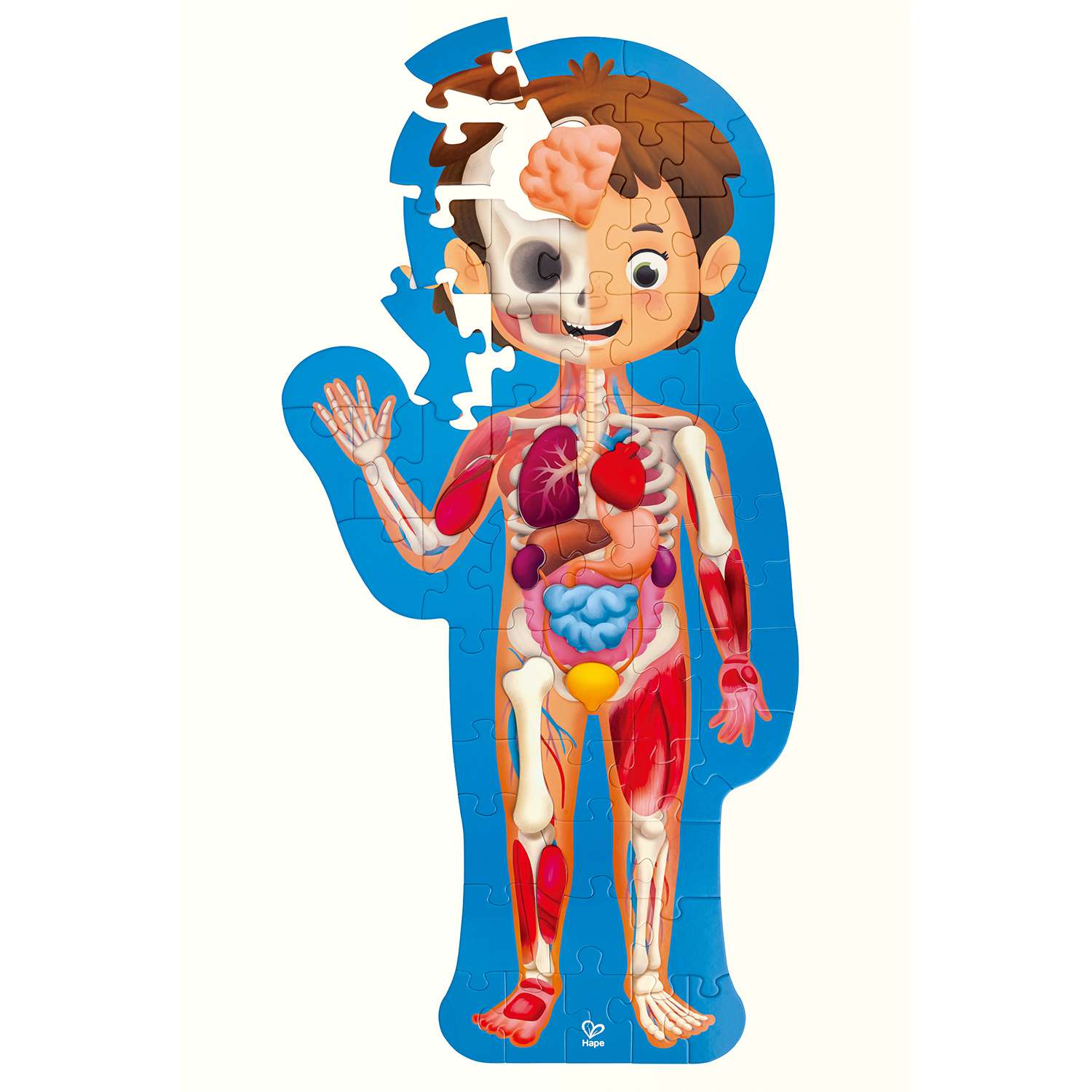 Детский пазл-игрушка HAPE Как устроено тело человека 60 элементов в кейсе - фото 2
