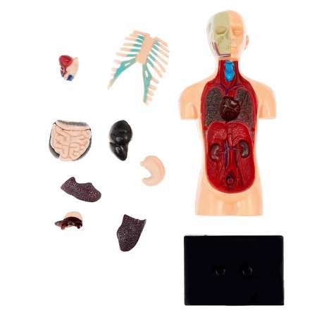 Игровой набор Эврики Анатомия человека