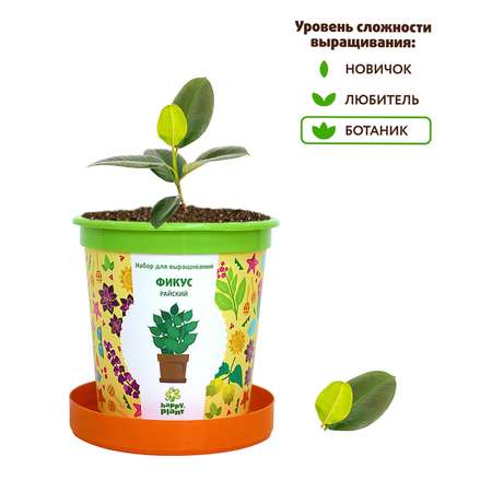 Набор для выращивания Happy Plant Вырасти сам растение в горшочке Фикус райский