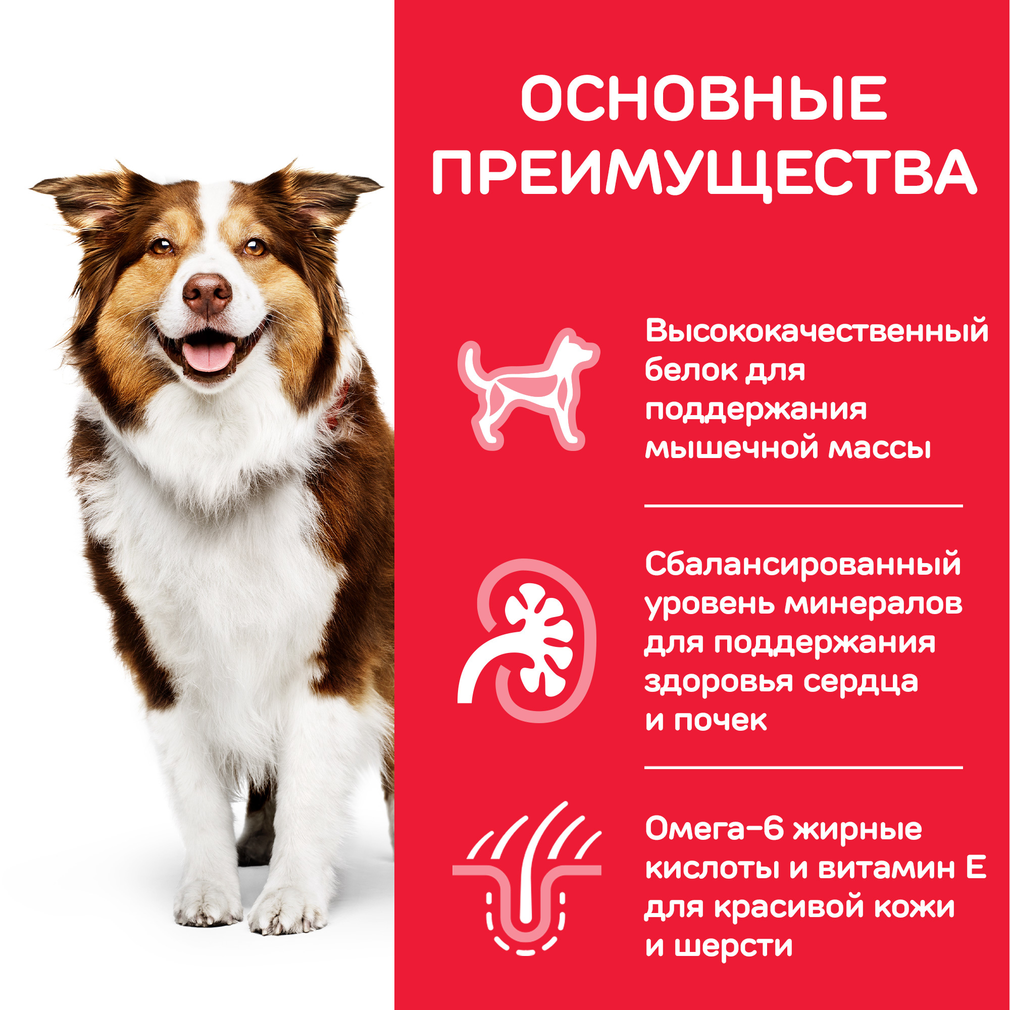 Корм для собак HILLS 12кг Science Plan Active Longevity для мелких и средних пород старше 7 лет с курицей сухой - фото 3