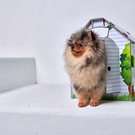 Домик MASKBRO улучшенный картонный для кошек и собак матовый