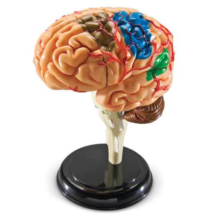 Набор для опытов Learning resources Анатомия человека. Мозг