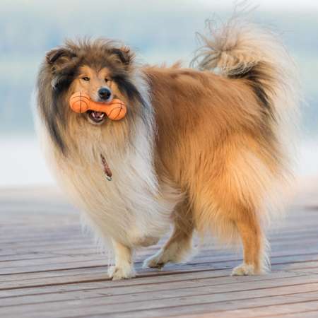 Игрушка для собак Пижон пищащая «Баскетбольная гантель»