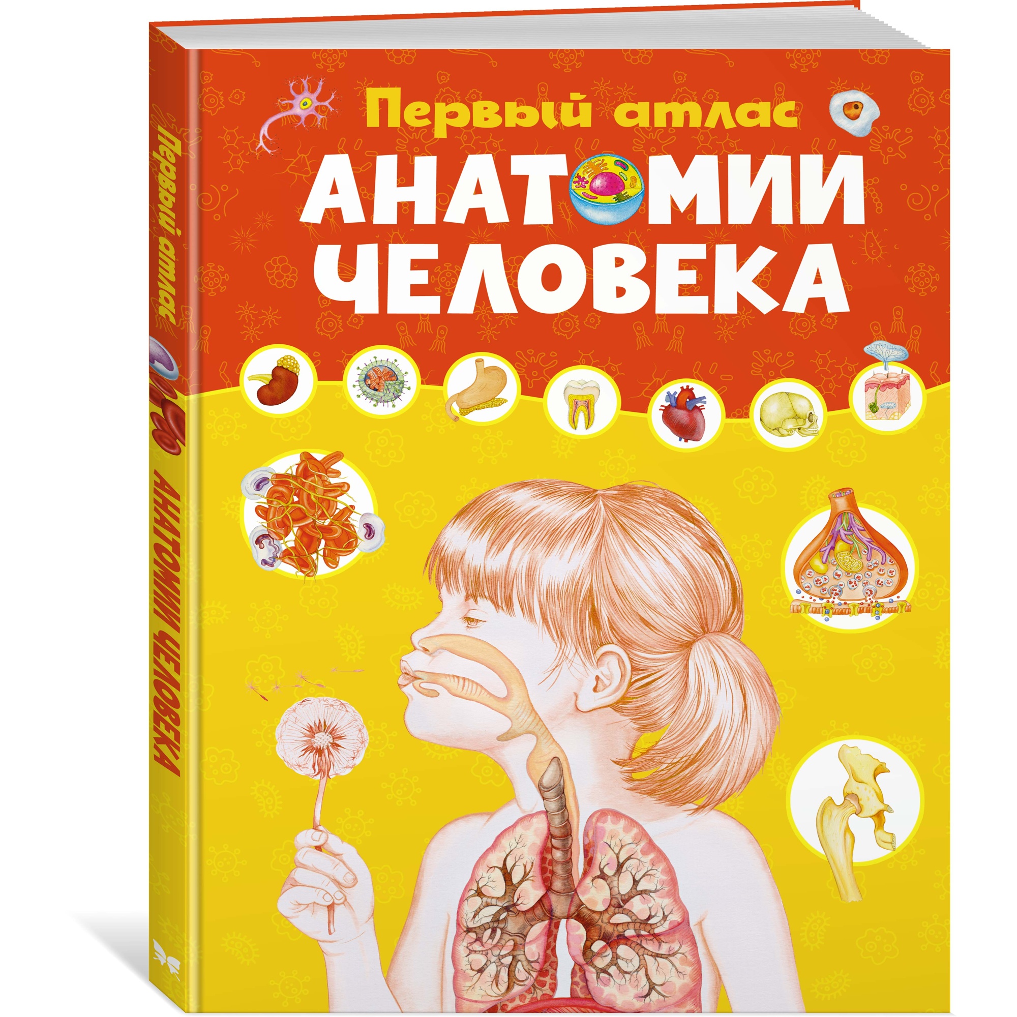 Книга Махаон Первый атлас анатомии человека Барсотти Э. Энциклопедии - фото 2