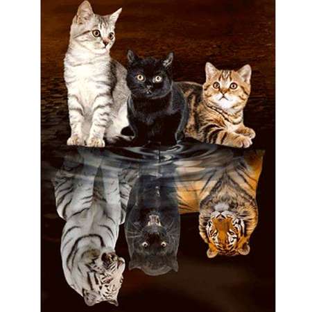 Картина по номерам 30х40см Darvish Преображение кота холст на подрамнике