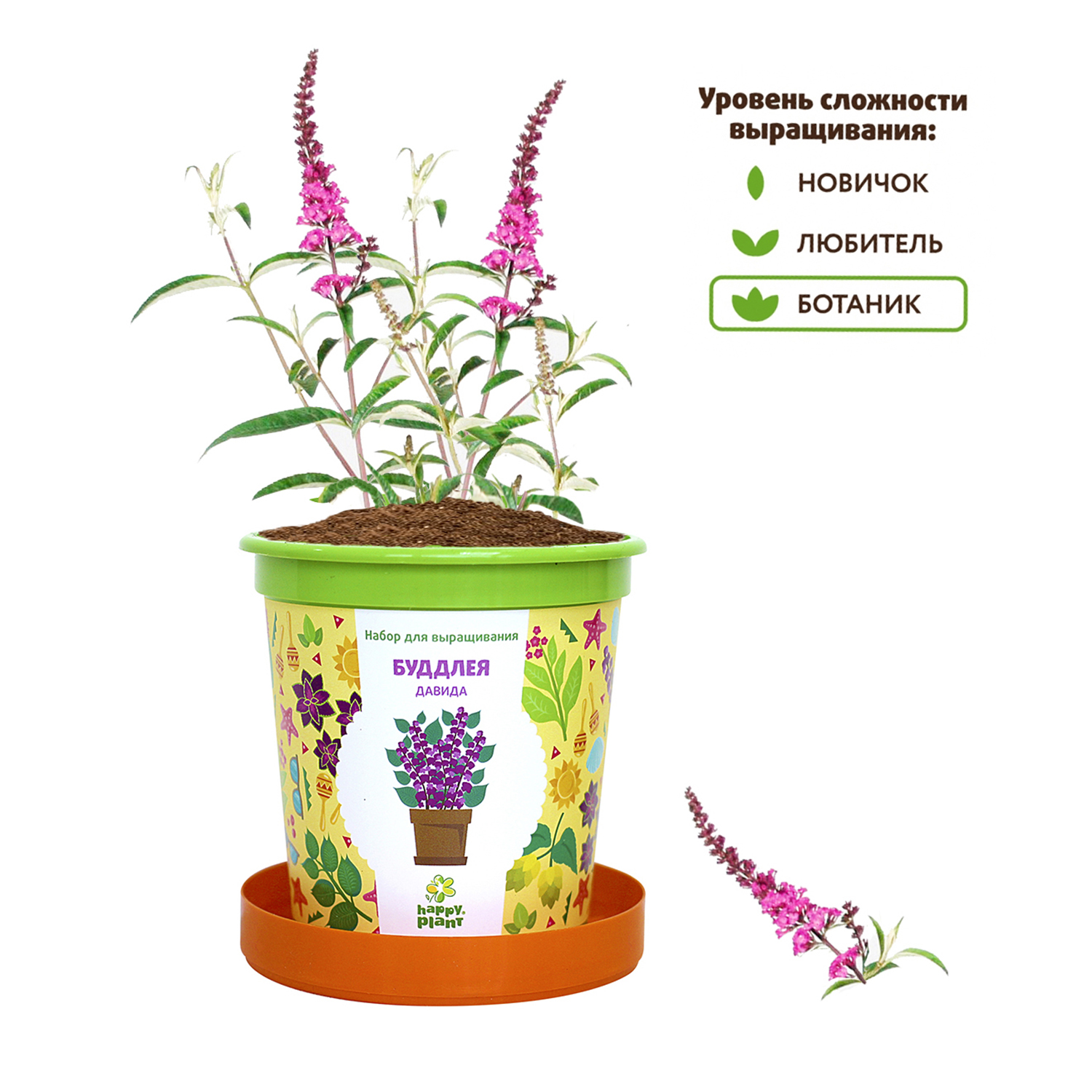 Набор для выращивания Happy Plant Вырасти сам растение в горшочке Буддлея  Давида купить по цене 335 ₽ в интернет-магазине Детский мир