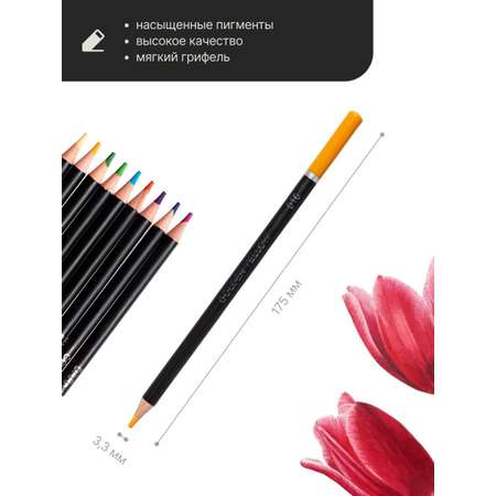 Набор цветных карандашей PICTORIA Botanica 24 шт в металлической коробке