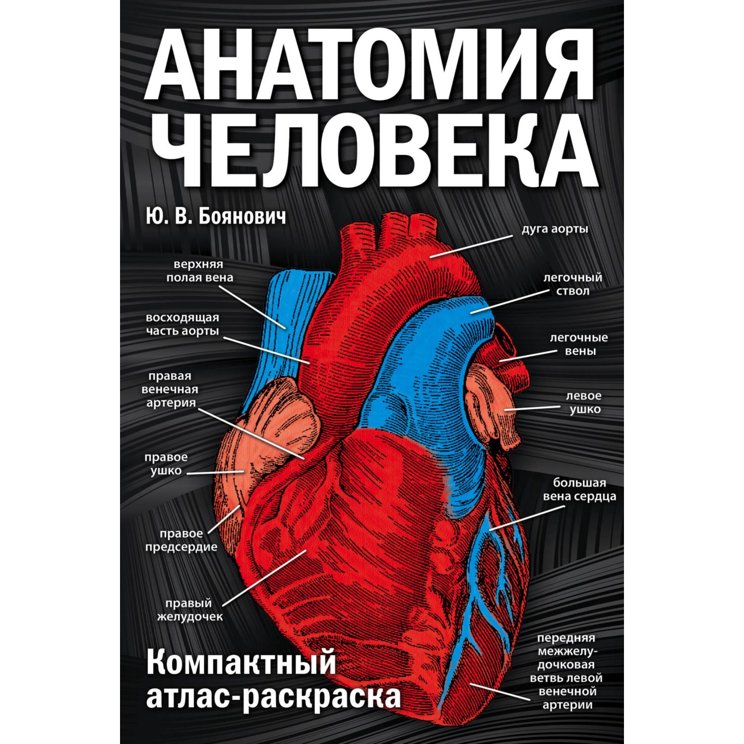 Книга ЭКСМО-ПРЕСС Анатомия человека компактный атлас-раскраска - фото 1