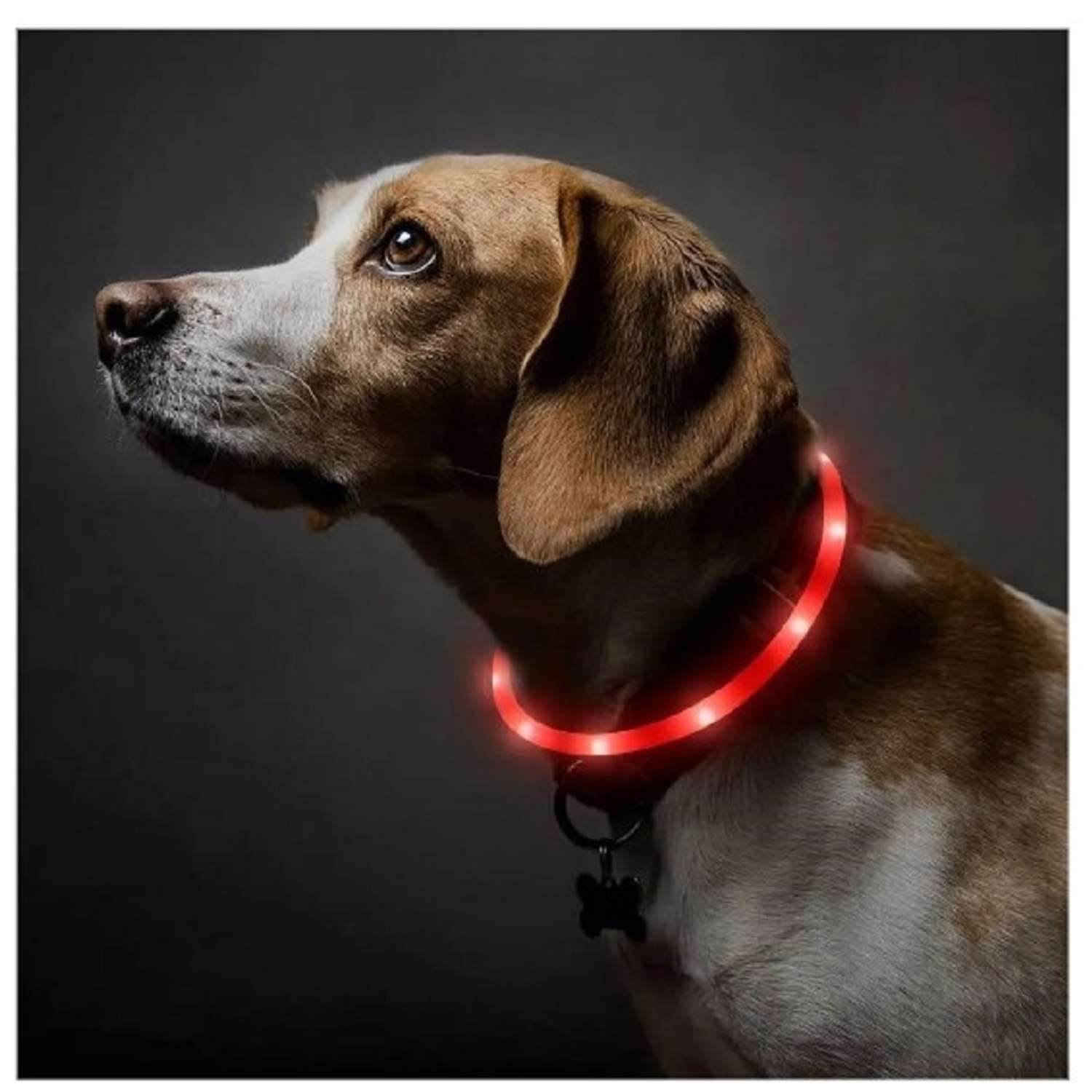 Светящийся ошейник для собак ZDK ZooWell Walk красный 70 см - фото 2