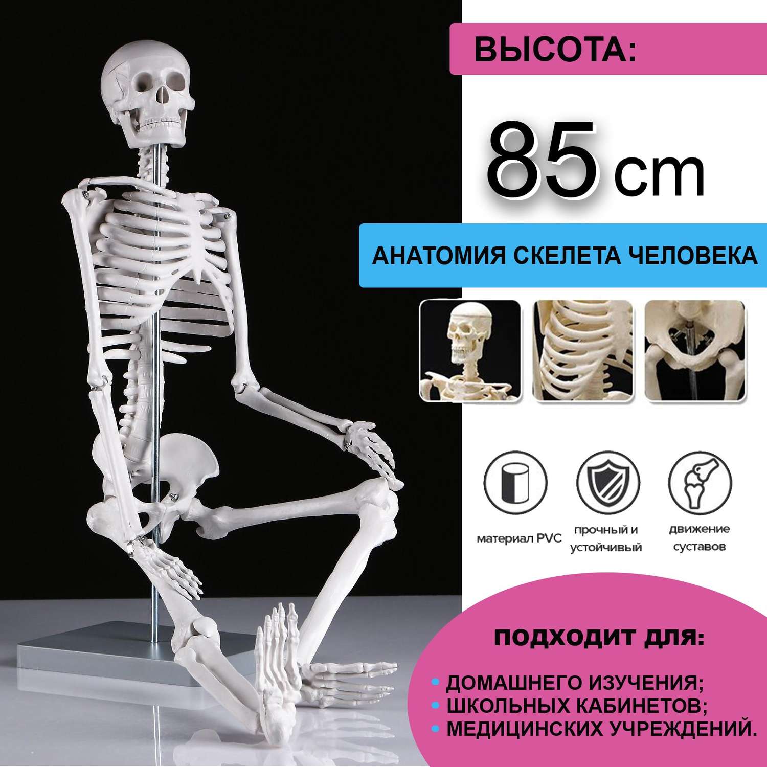 Макет Sima-Land «Скелет человека» 85см - фото 1
