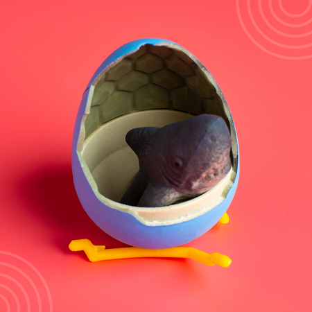 Набор для творчества Школа Талантов Растущие животные в яйце Акула