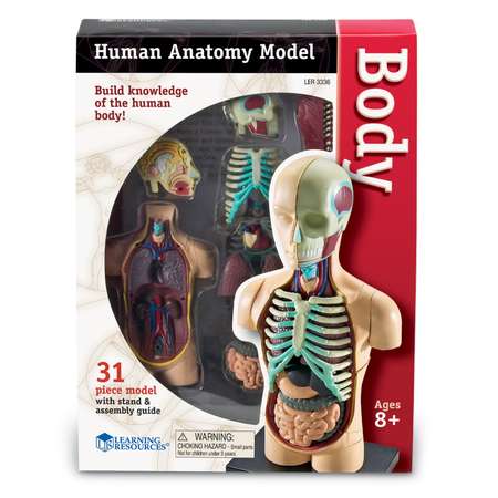 Набор для опытов Learning Resources Анатомия человека. Тело
