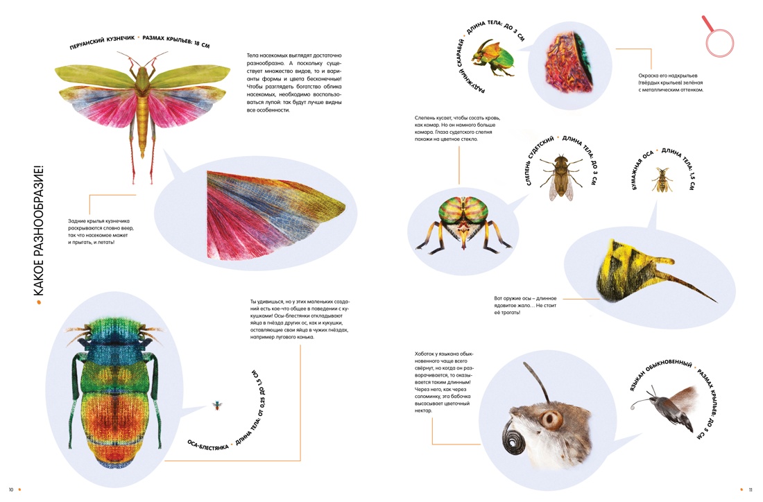 Книга Махаон Насекомые в натуральную величину - фото 4