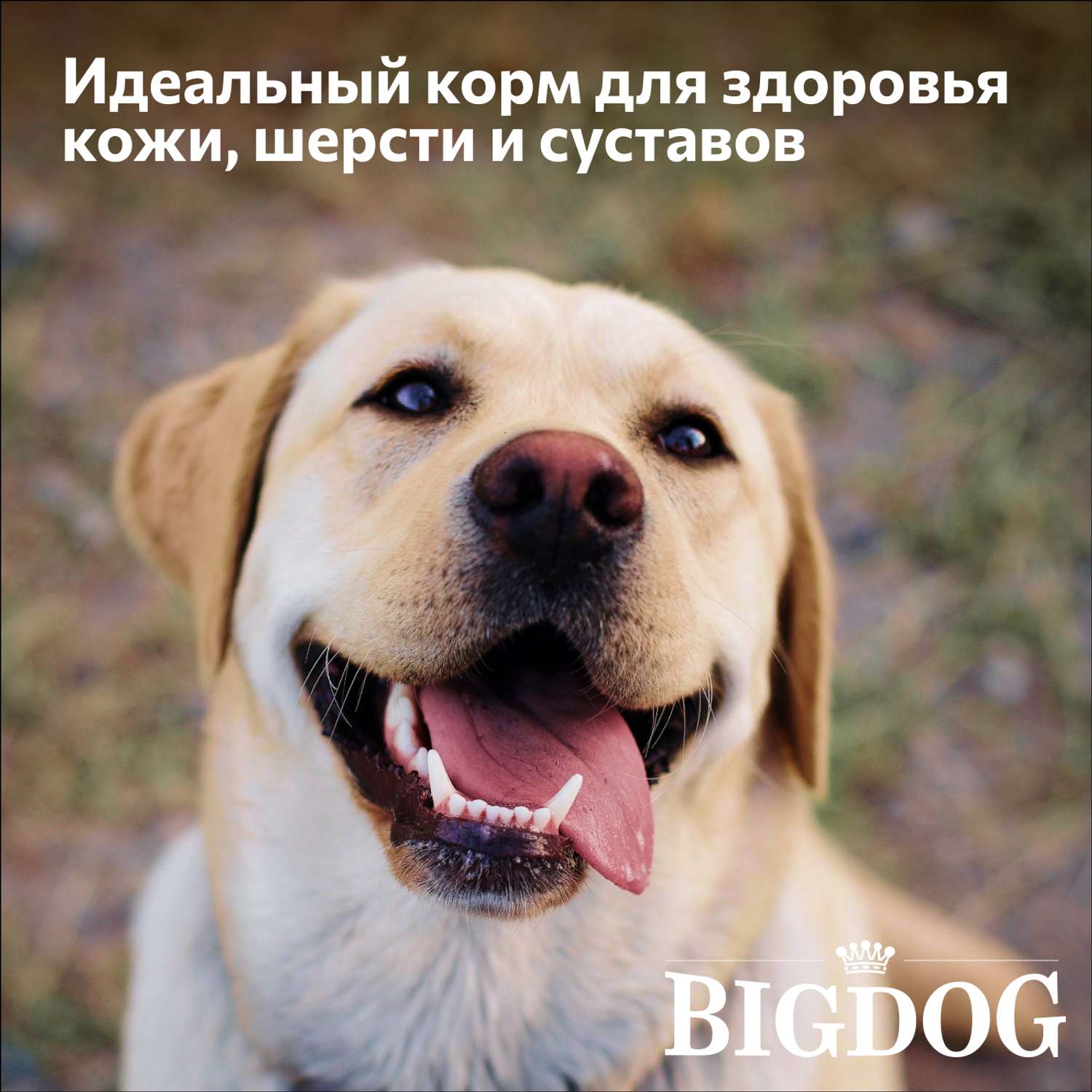 Корм сухой Зоогурман полнорационный для взрослых собак средних и крупных пород Big dog Говядина 5 кг - фото 2