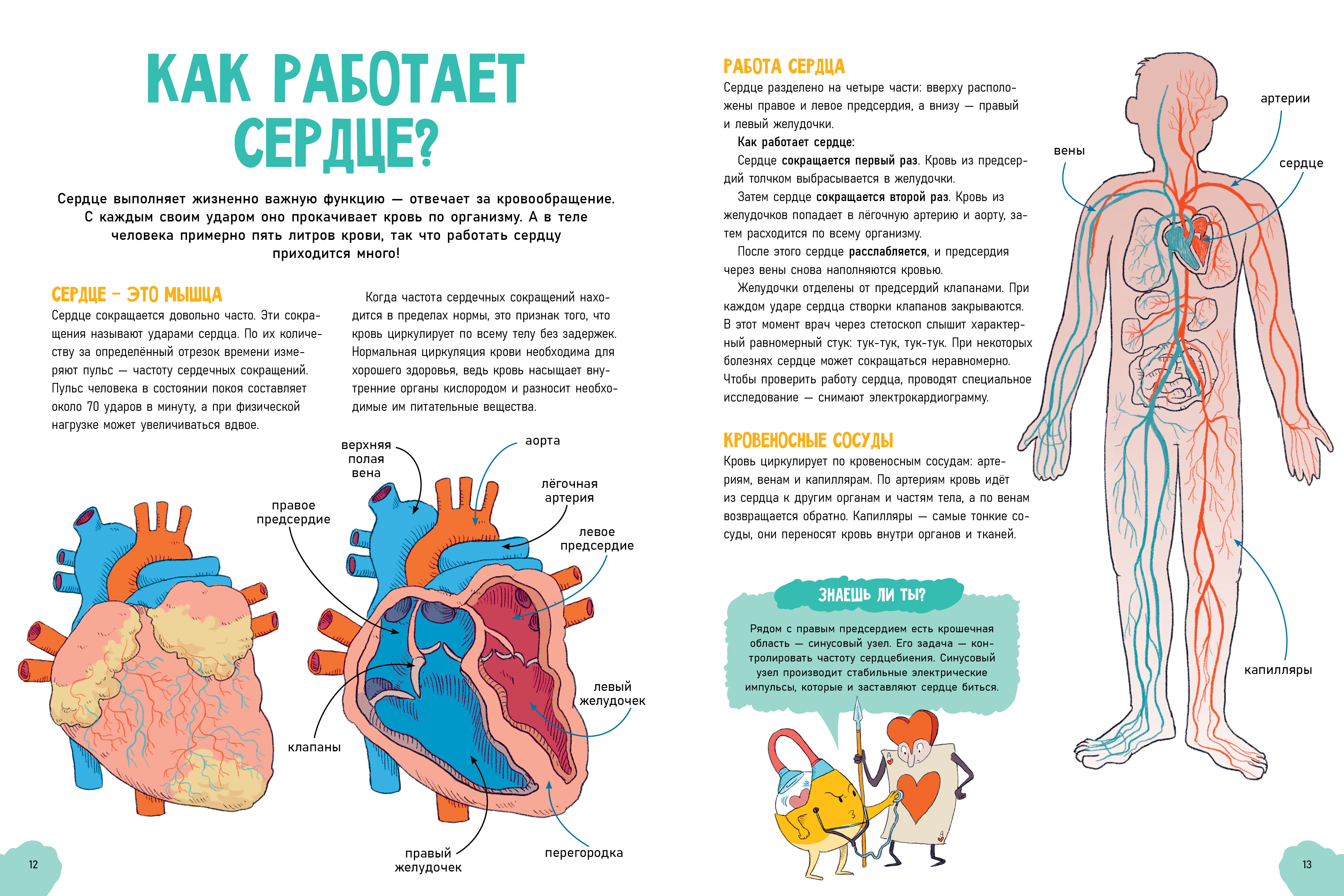 Книга Clever Удивительные энциклопедии. Невероятное тело человека Валло Д. - фото 2