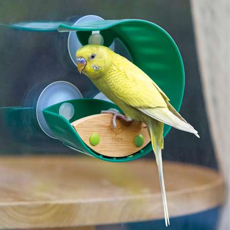поилка для попугаев как пользоваться | Дзен