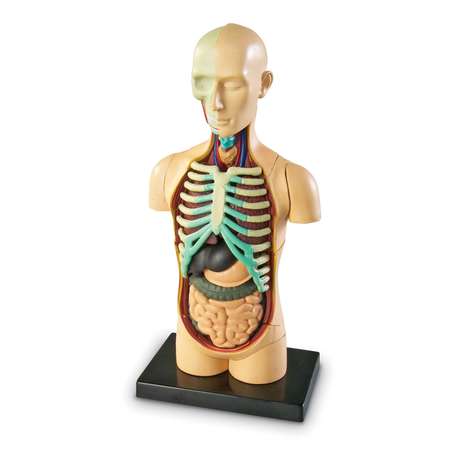 Набор для опытов Learning Resources Анатомия человека. Тело