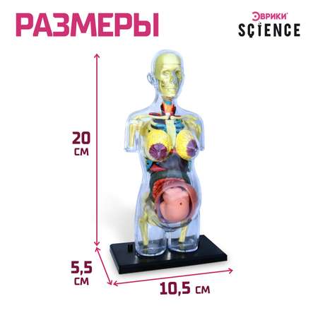 Набор для опытов Эврики «Строение тела» беременная женщина