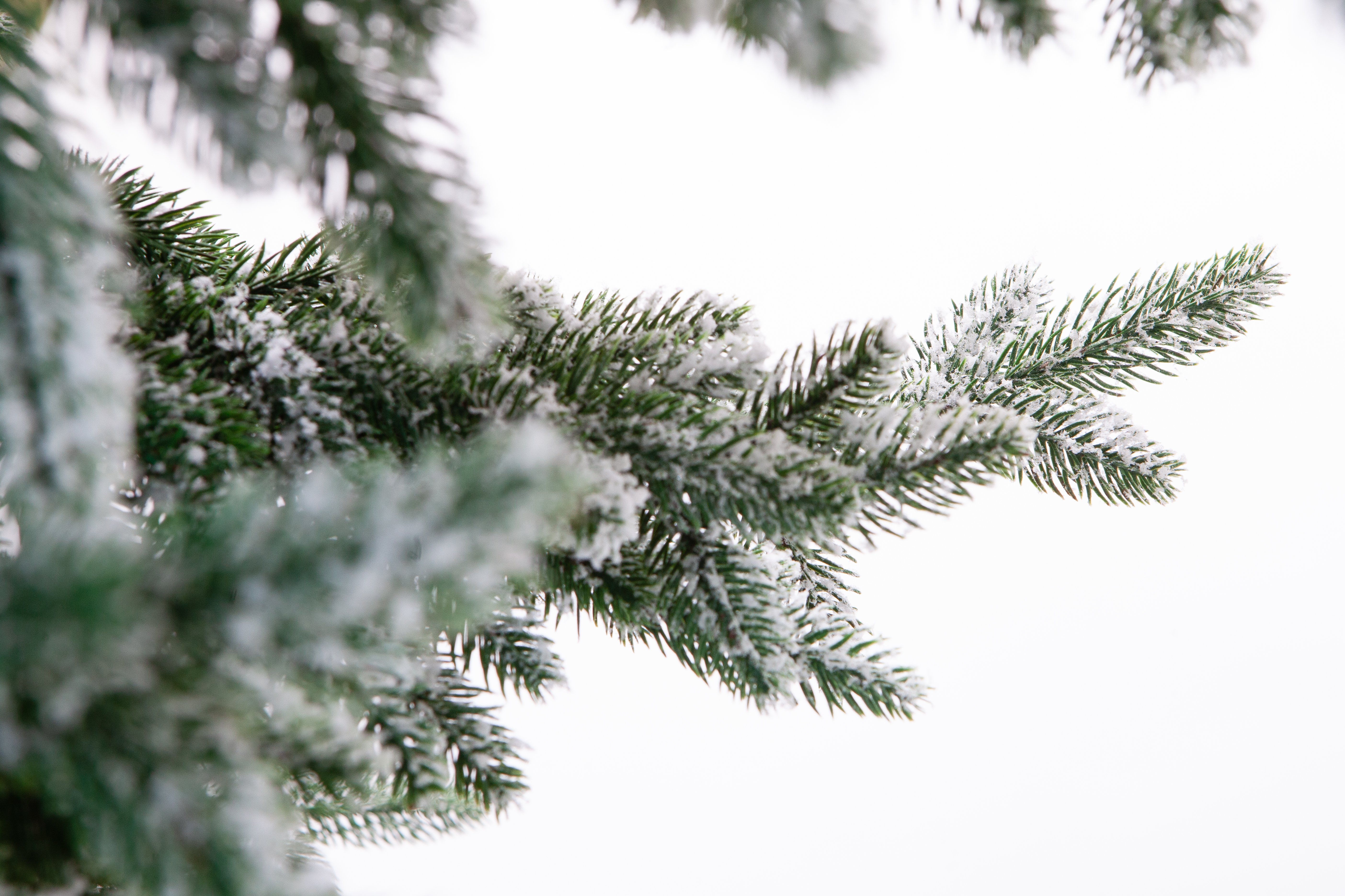 Елка Crystal Trees шотландия в снегу 300 см - фото 3