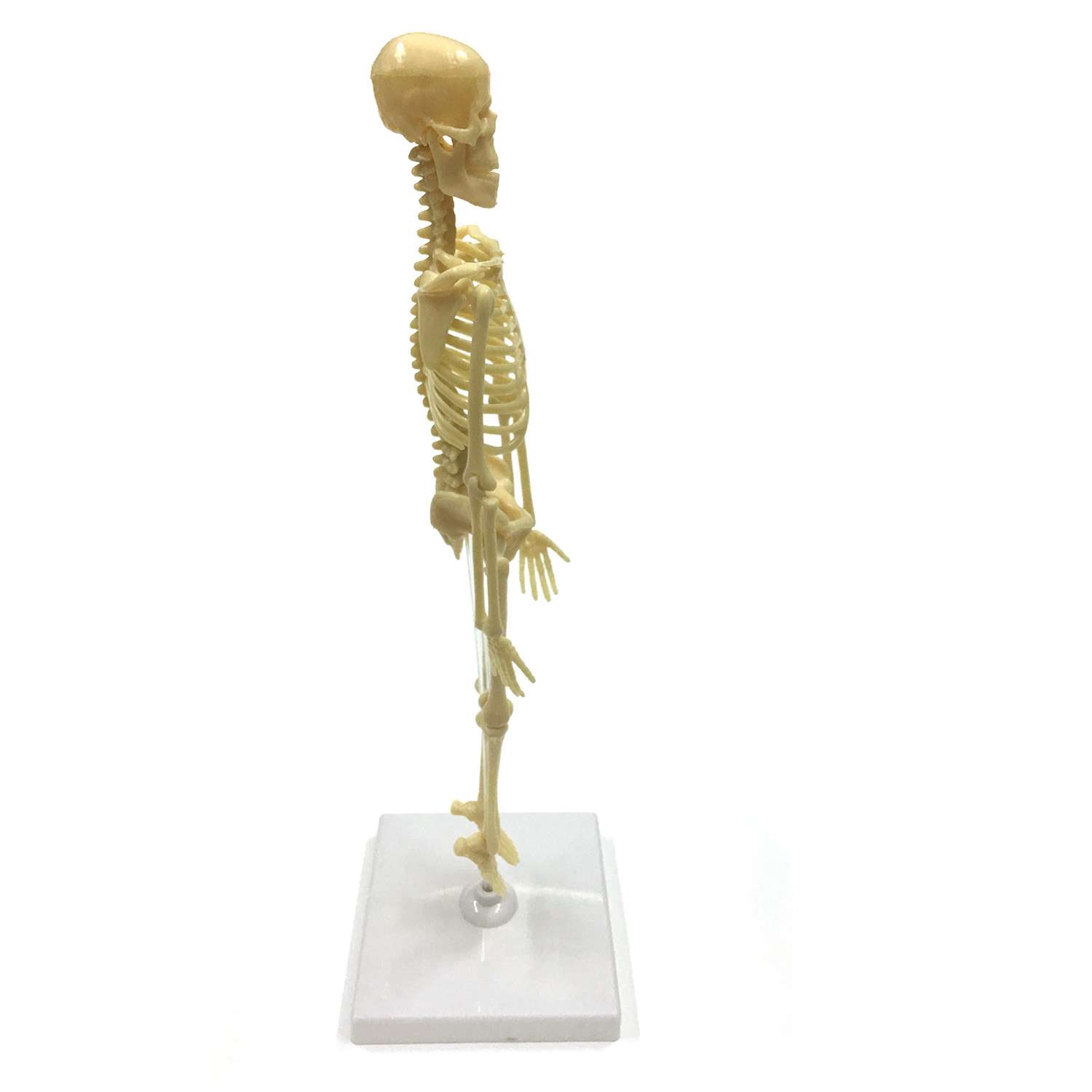 Набор исследовательский ND PLAY Скелет человека NDP-058 - фото 2