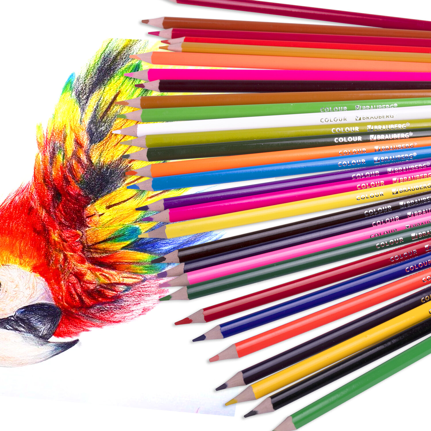 Карандаши цветные Brauberg художественные для рисования 50 цветов с мягким грифелем - фото 10