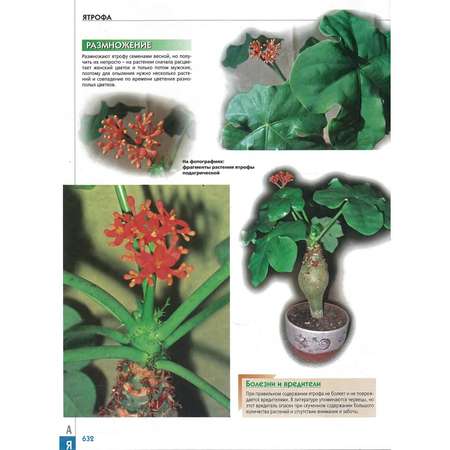 Книга Харвест Самая полная энциклопедия комнатных растений. Лучший подарок цветоводу