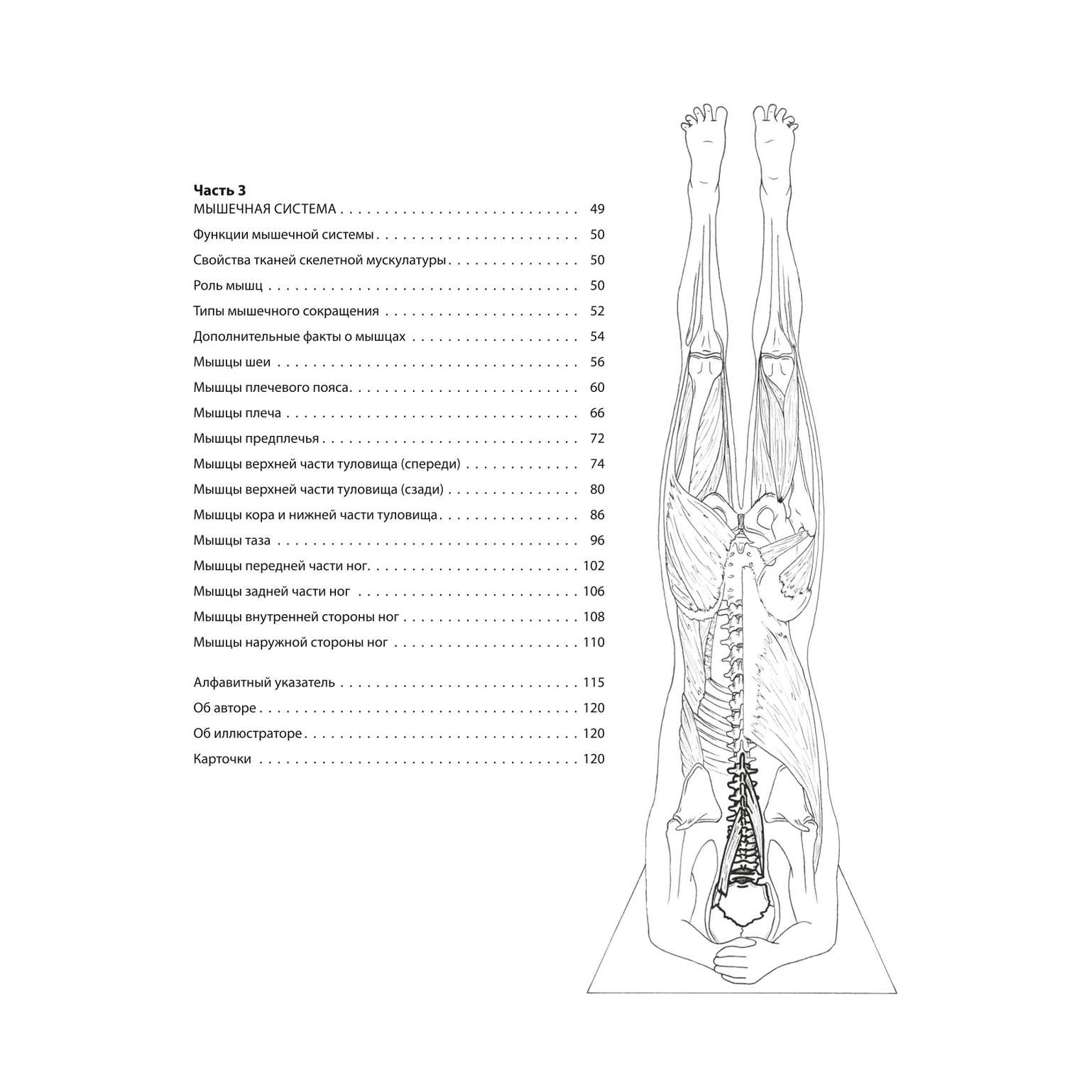 Книга Эксмо Анатомия йоги атлас раскраска Визуальный гид по телу от структуры к осознанной практике - фото 4
