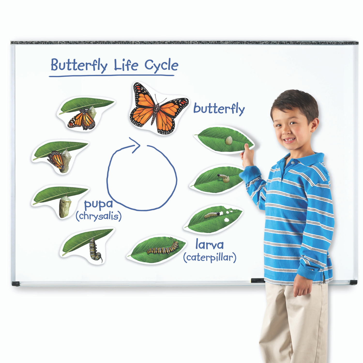 Развивающий набор Learning Resources «‎Жизненный цикл бабочки». Магнитный - фото 2