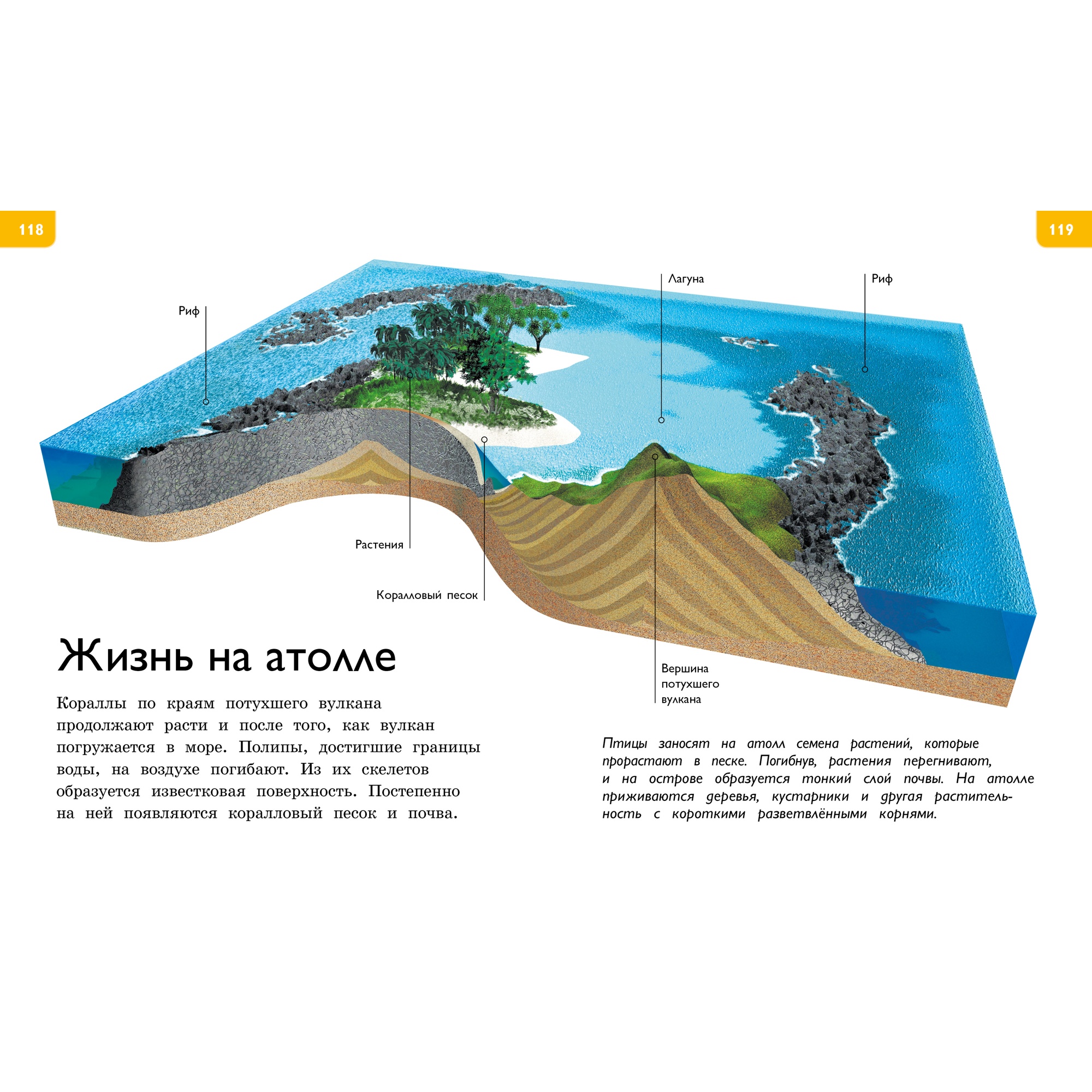 Книга МАХАОН Новая энциклопедия для любознательных Коуп Р. - фото 7