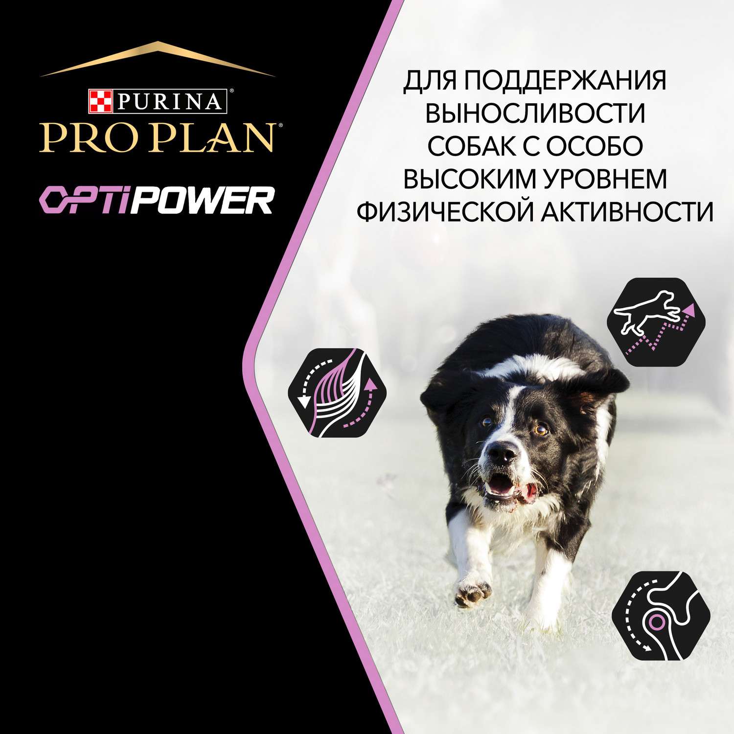 Корм для собак PRO PLAN всех размеров активных и рабочих с комплексом Optipower курица c рисом 14кг - фото 6