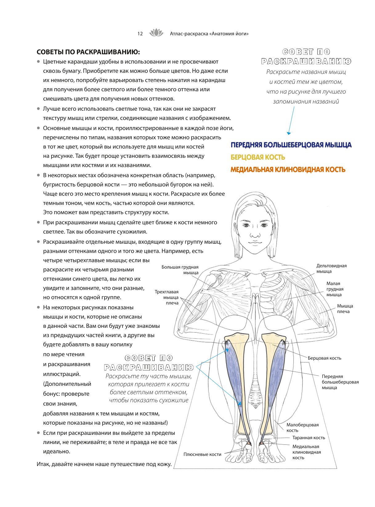 Книга БОМБОРА Анатомия йоги атлас раскраска Визуальный гид по телу от структуры к осознанной практике - фото 9
