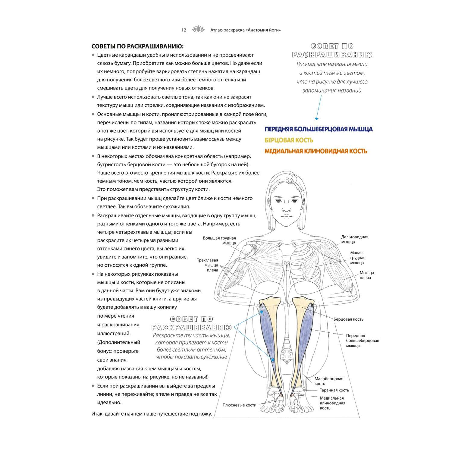 Книга Эксмо Анатомия йоги атлас раскраска Визуальный гид по телу от структуры к осознанной практике - фото 9