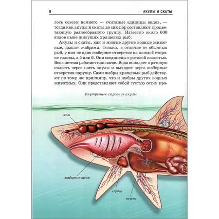 Книга Лада Акулы и скаты Школьный путеводитель