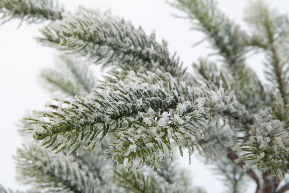 Искусственная елка Crystal Trees Больери в снегу 150 см. - фото 2