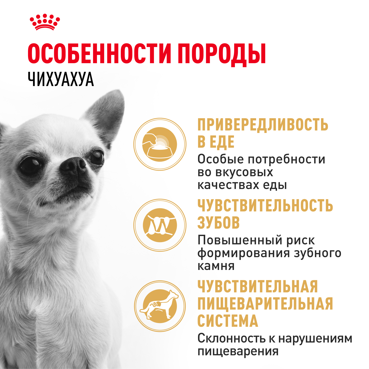 Корм для собак ROYAL CANIN породы чихуахуа 1.5кг - фото 3