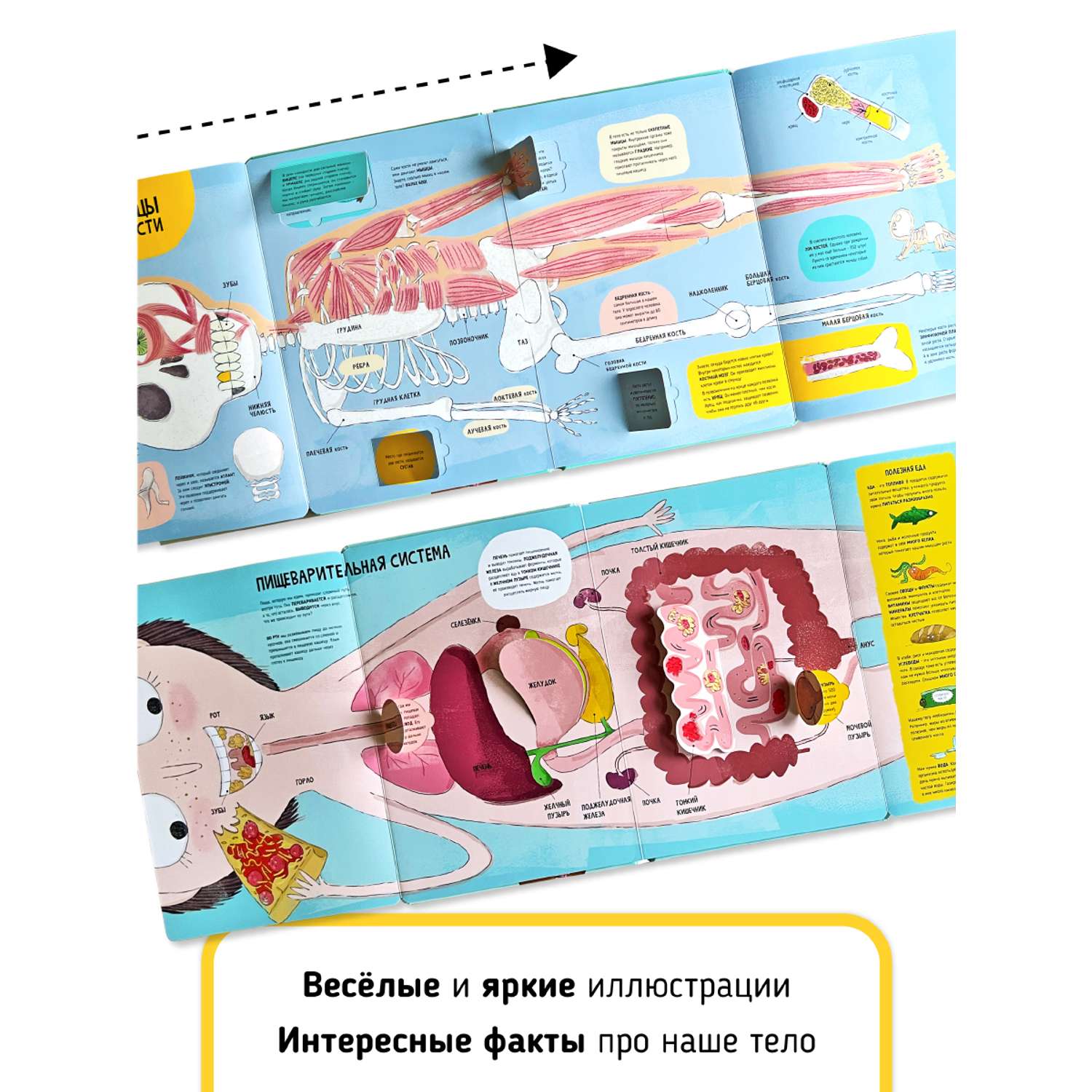 Книга с окошками и pop up Счастье внутри из научной серии Дискавери с интерактивными страницами Тело человека - фото 8