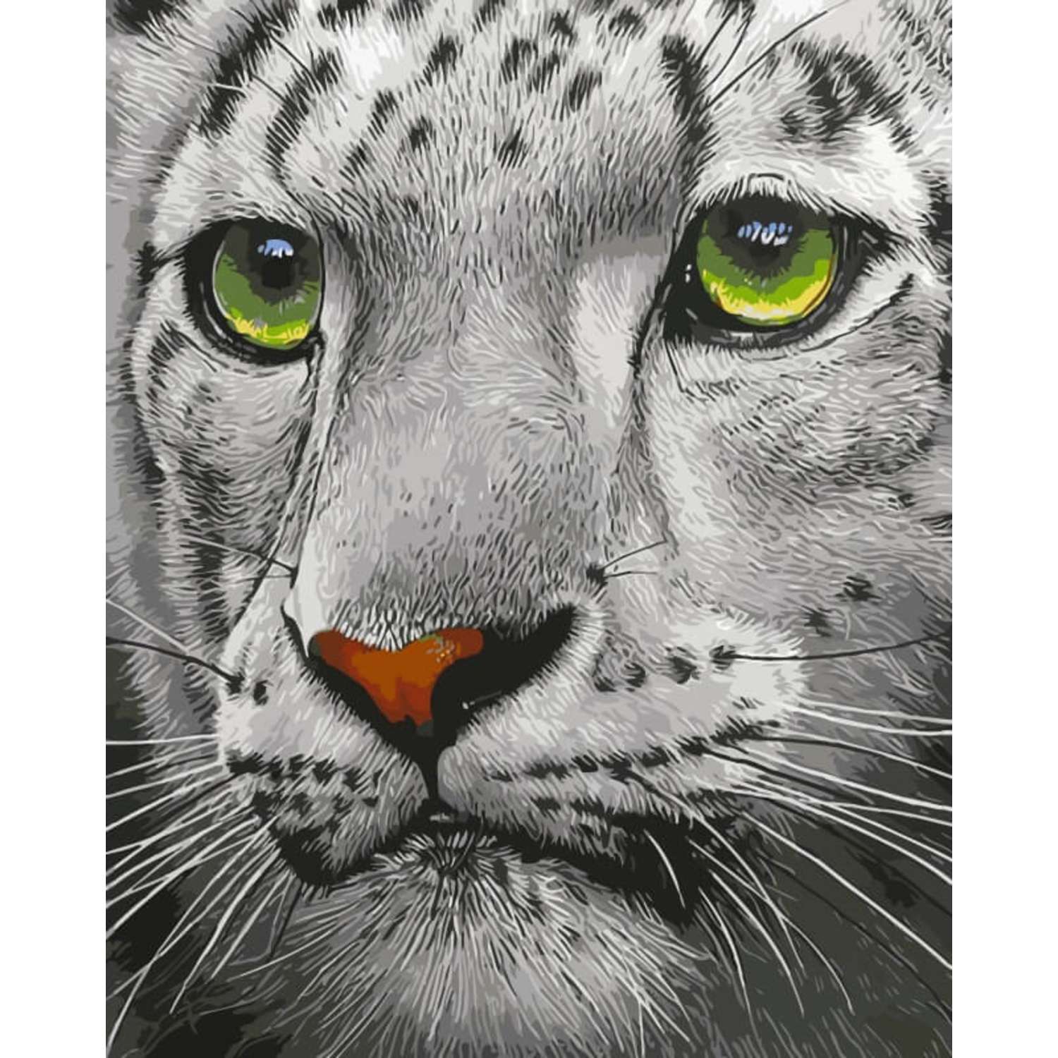 Картина по номерам Цветной Белый тигр 30x40 см - фото 1