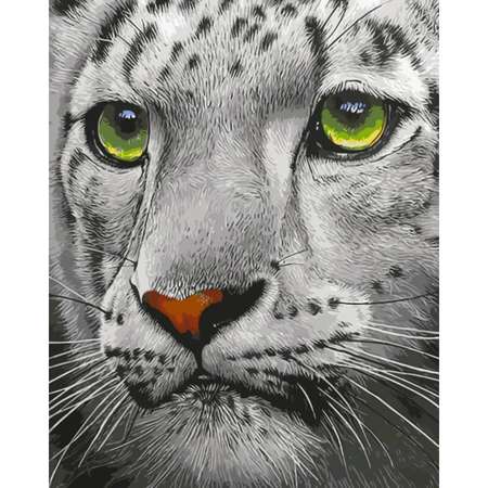 Картина по номерам Цветной Белый тигр 30x40 см