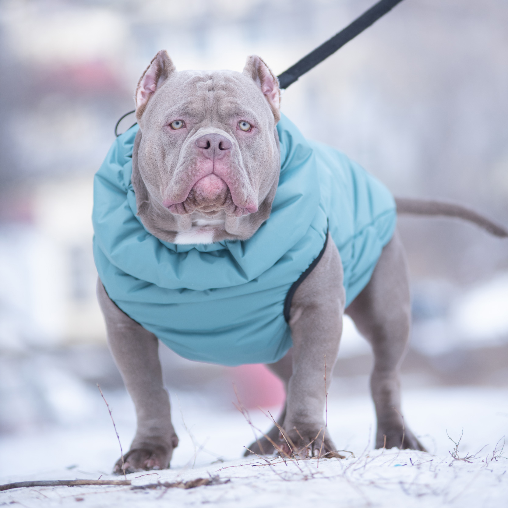 Жилет для собак Rain Dog - фото 4