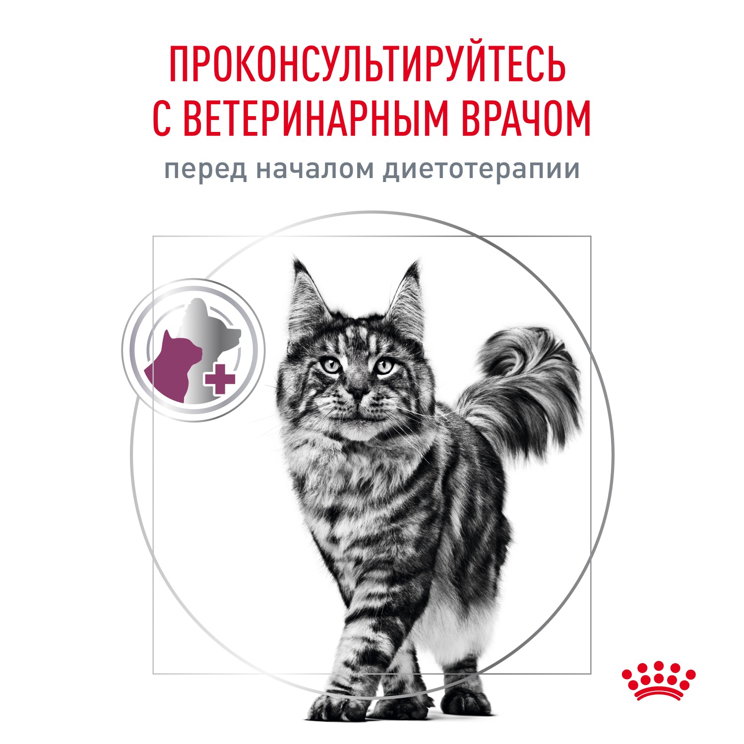 Сухой корм для кошек ROYAL CANIN Renal 0.35 кг мясо (при заболеваниях почек, лечебный) - фото 4