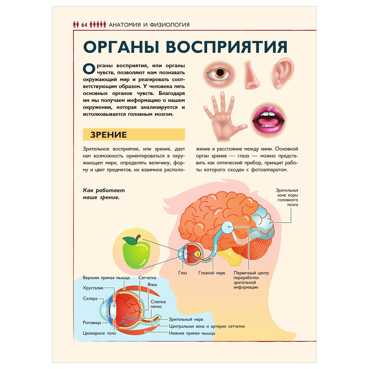 Энциклопедия для детей Аванта Человек - фото 11