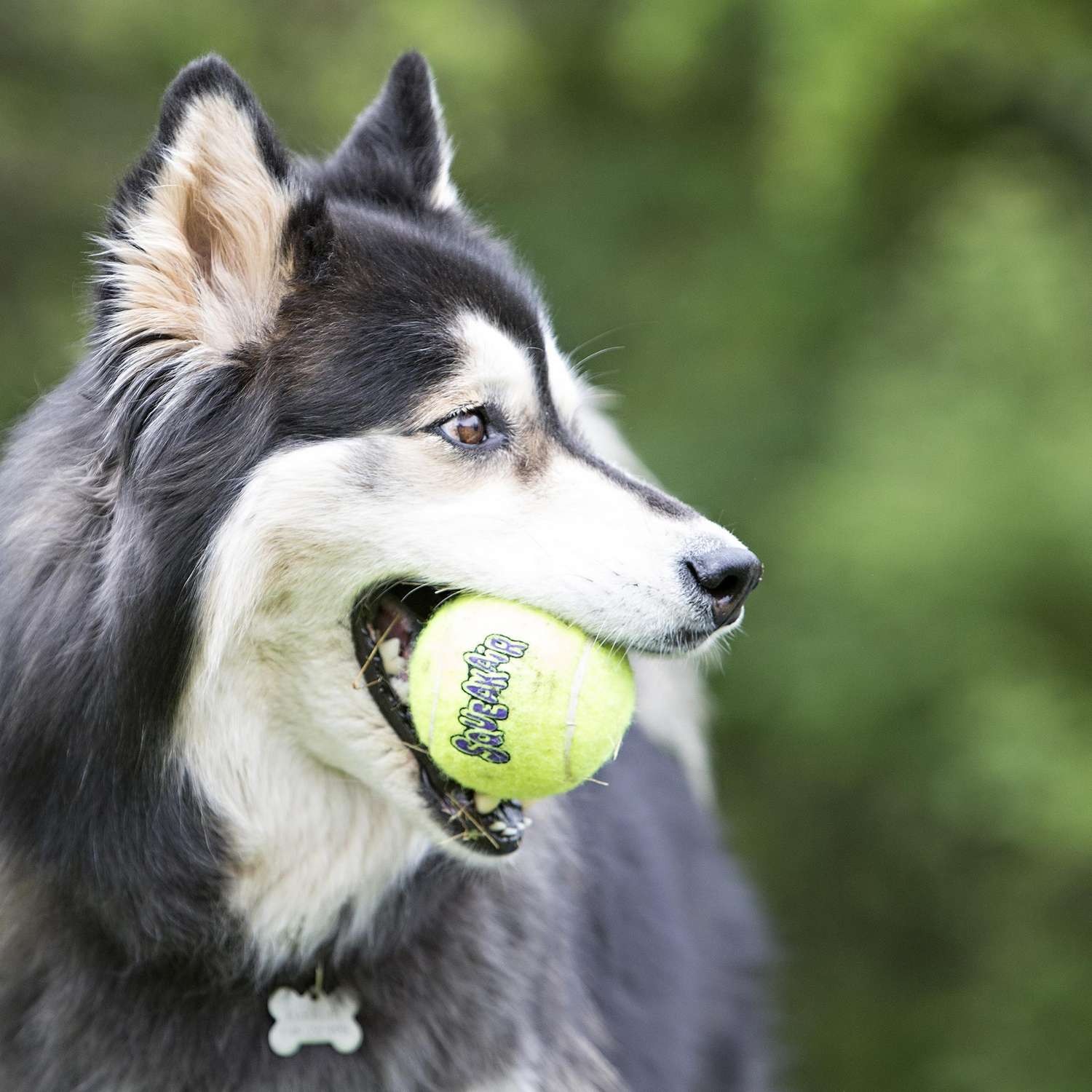 Игрушка для собак KONG Air Мяч теннисный очень маленький AST5E - фото 5