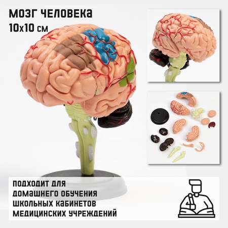 Макет Sima-Land «Мозг человека» разборный 10*10 см